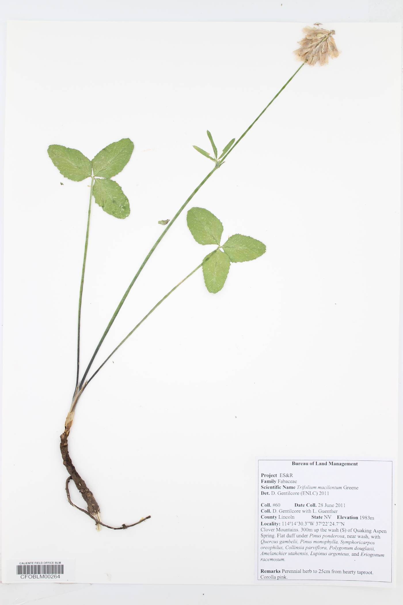 Trifolium kingii image