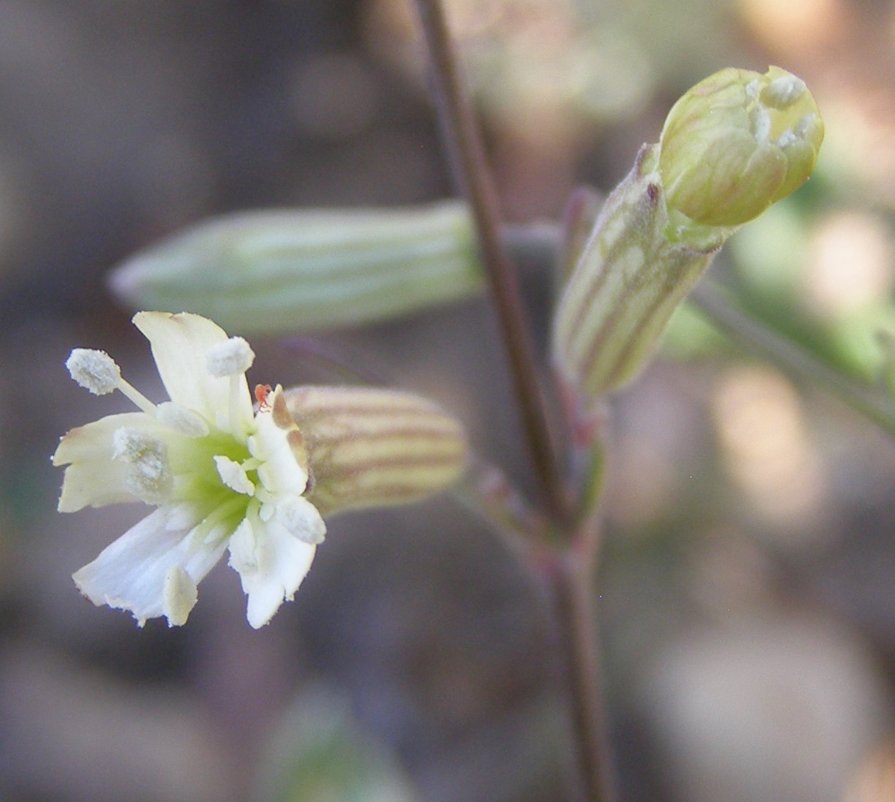 Silene douglasii image