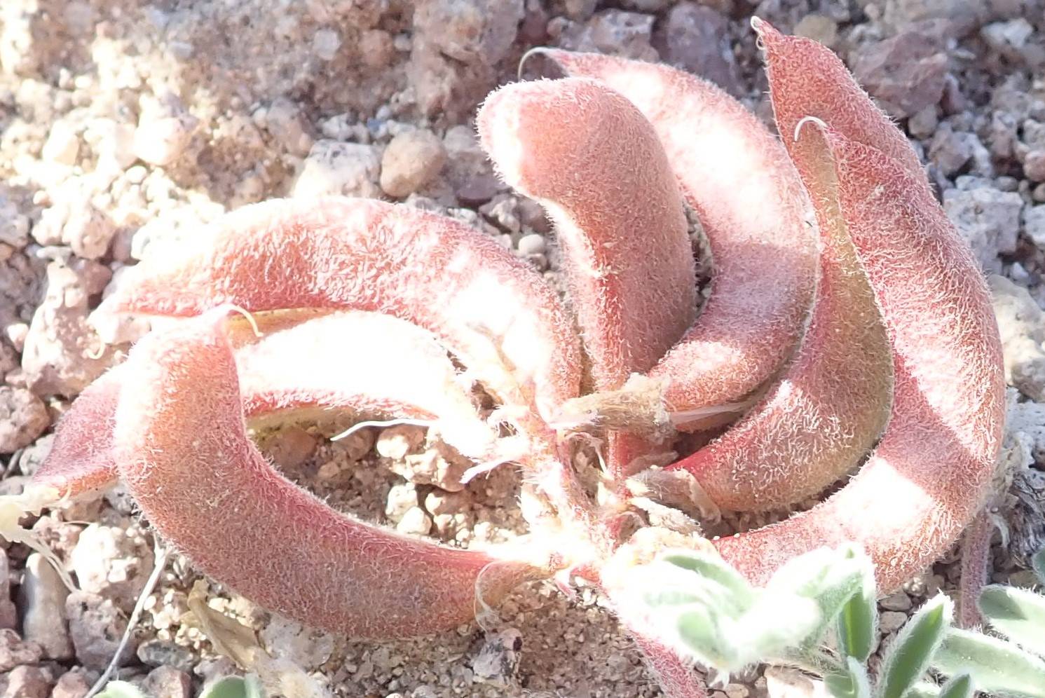 Astragalus chamaemeniscus image