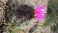 Coryphantha vivipara image