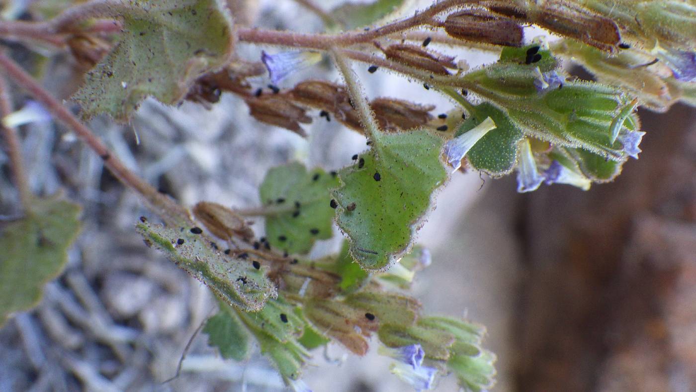 Phacelia peirsoniana image