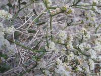 Eriogonum heermannii image