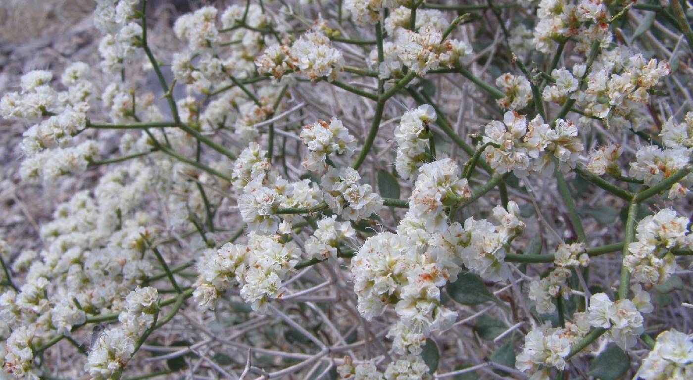 Eriogonum heermannii var. humilius image