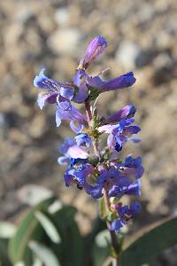 Penstemon pachyphyllus var. congestus image