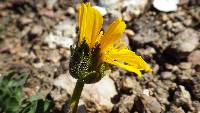 Balsamorhiza hispidula image