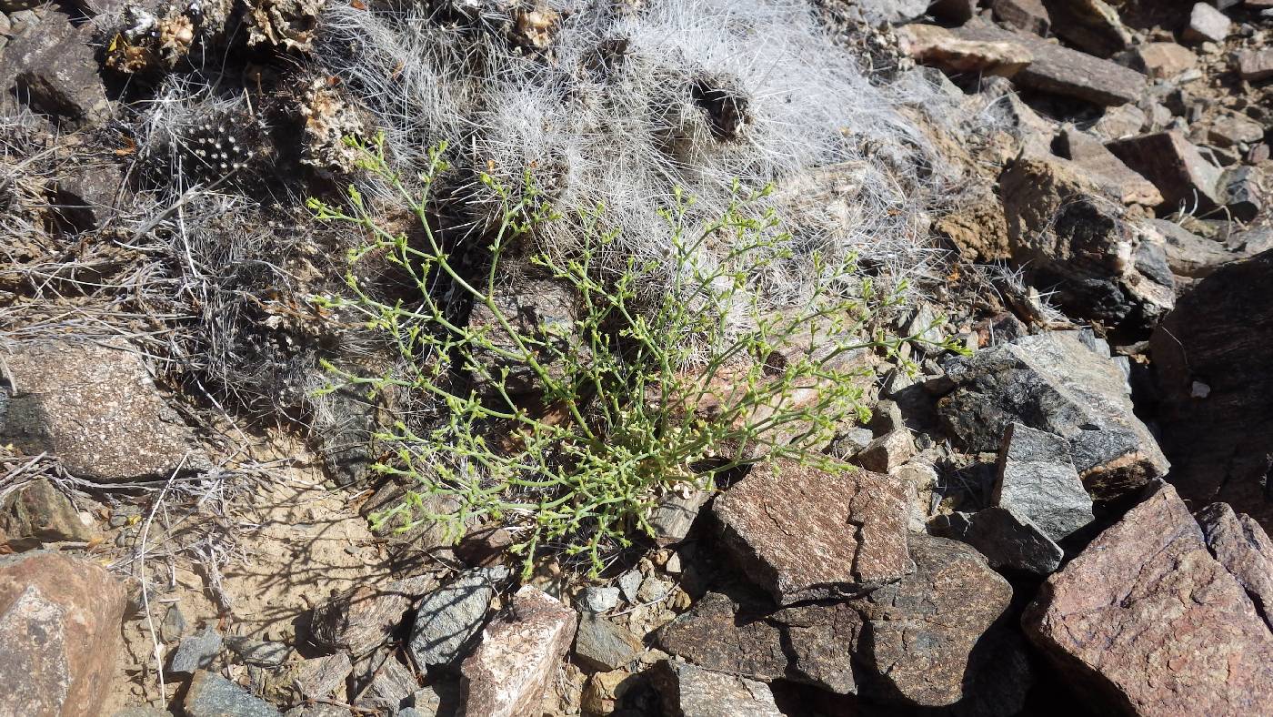 Chorizanthe brevicornu var. brevicornu image