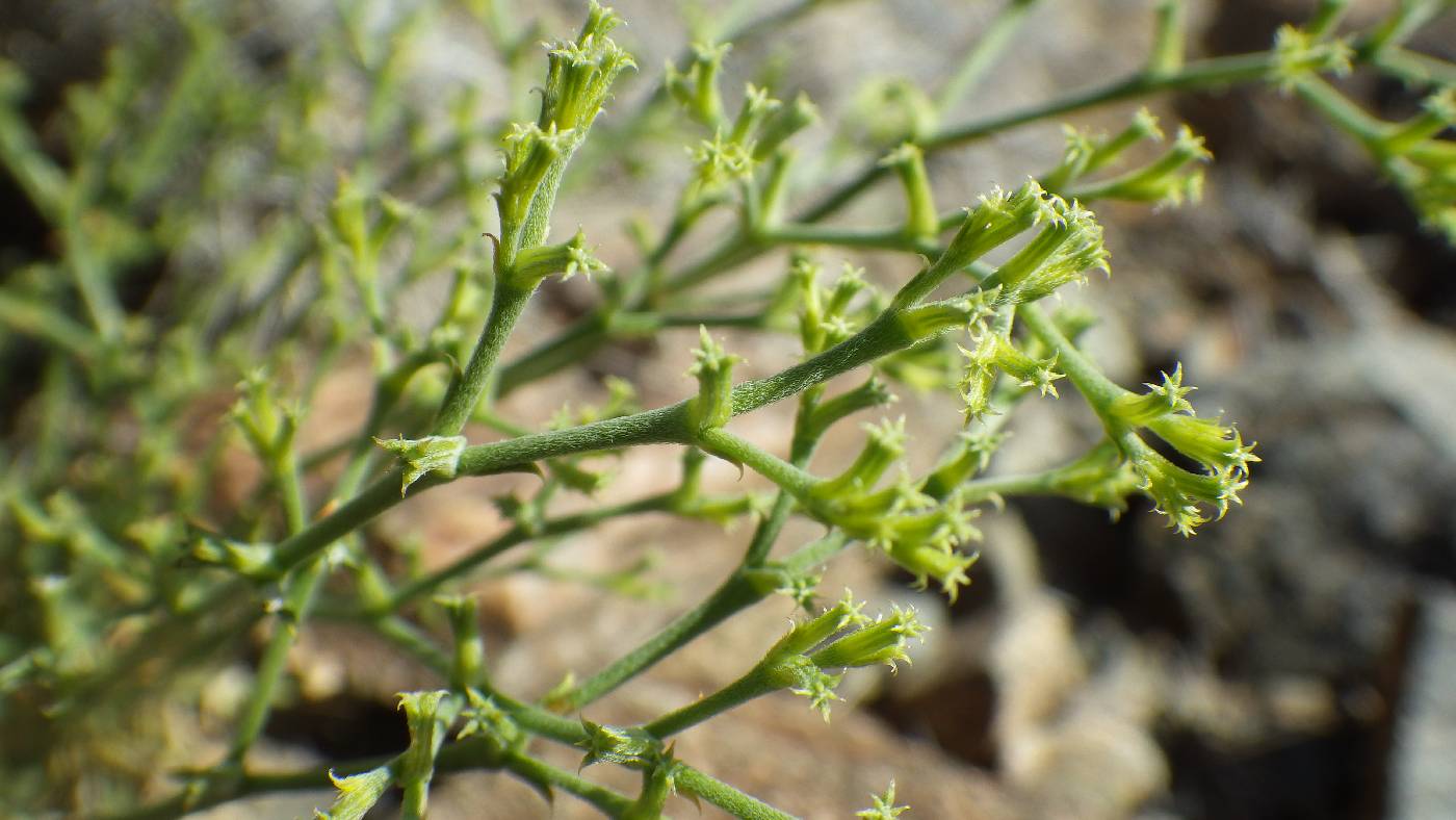 Chorizanthe brevicornu var. brevicornu image