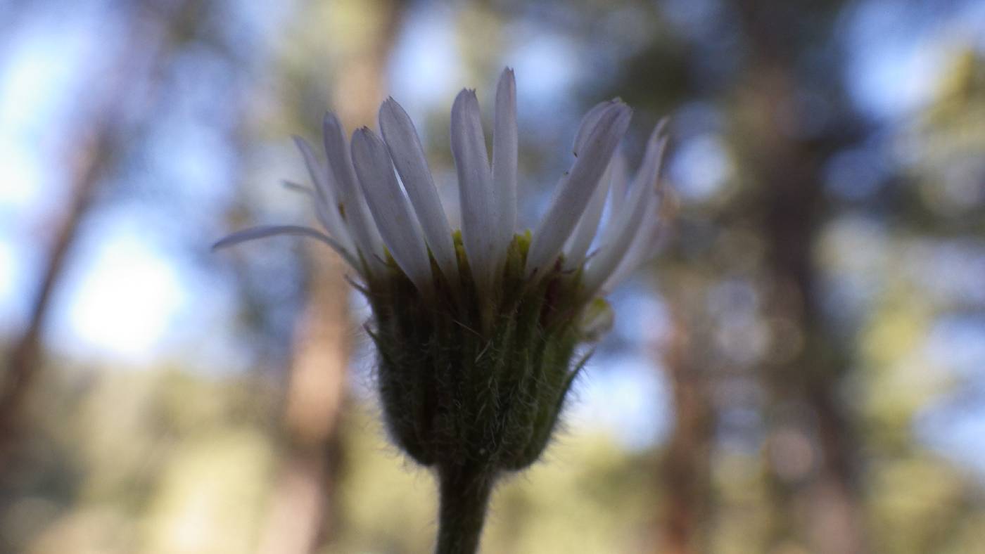 Erigeron jonesii image