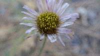 Erigeron jonesii image