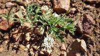 Lomatium nevadense var. parishii image