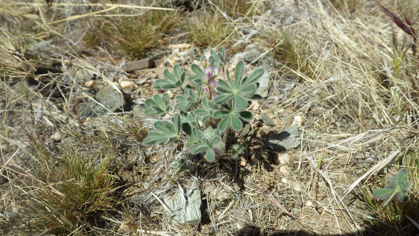 Lupinus concinnus subsp. orcuttii image