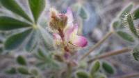 Lupinus concinnus subsp. orcuttii image