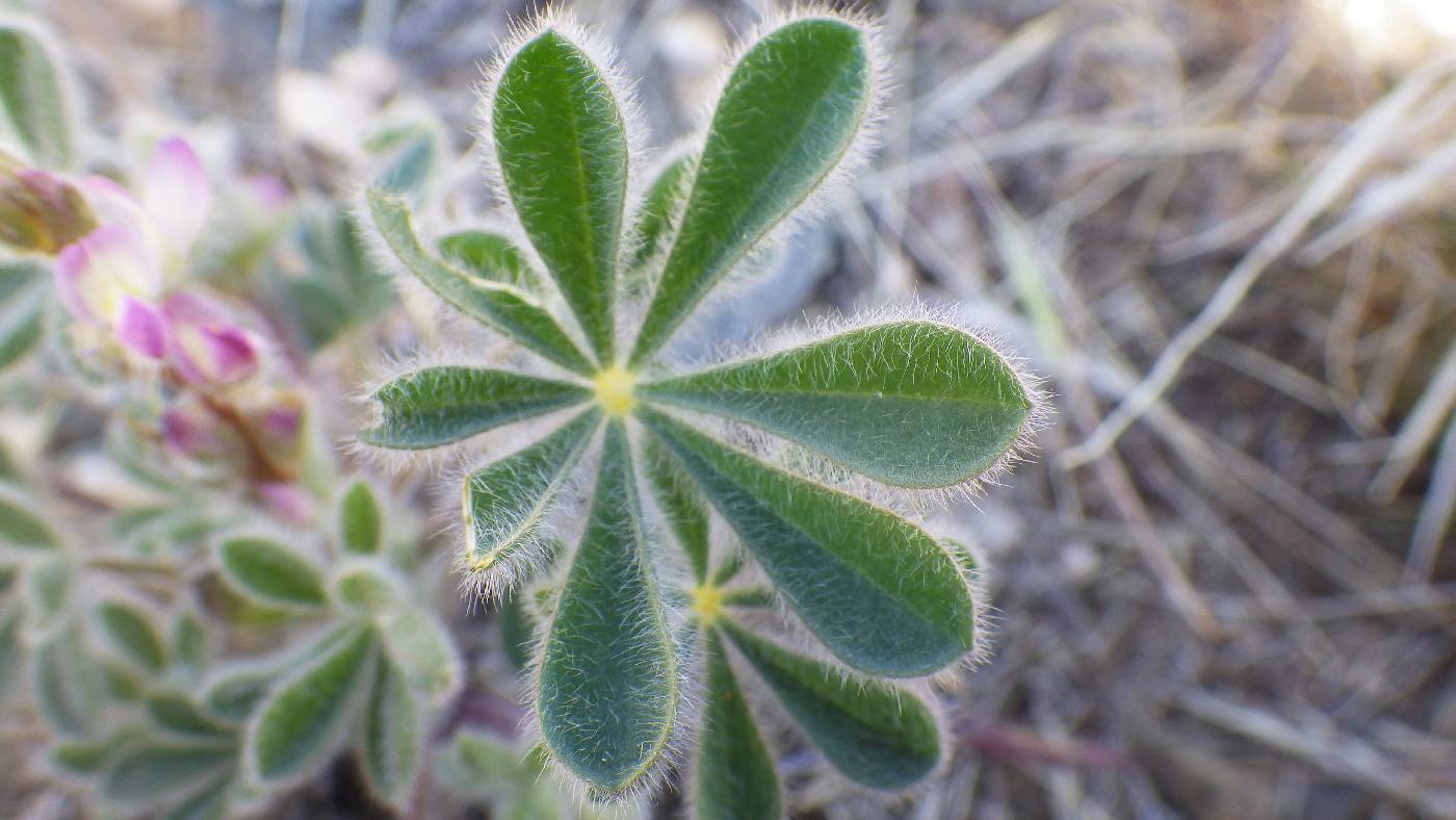 Lupinus concinnus subsp. orcuttii image