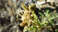 Penstemon concinnus image