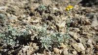 Sphaeromeria argentea image