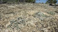 Sphaeromeria argentea image