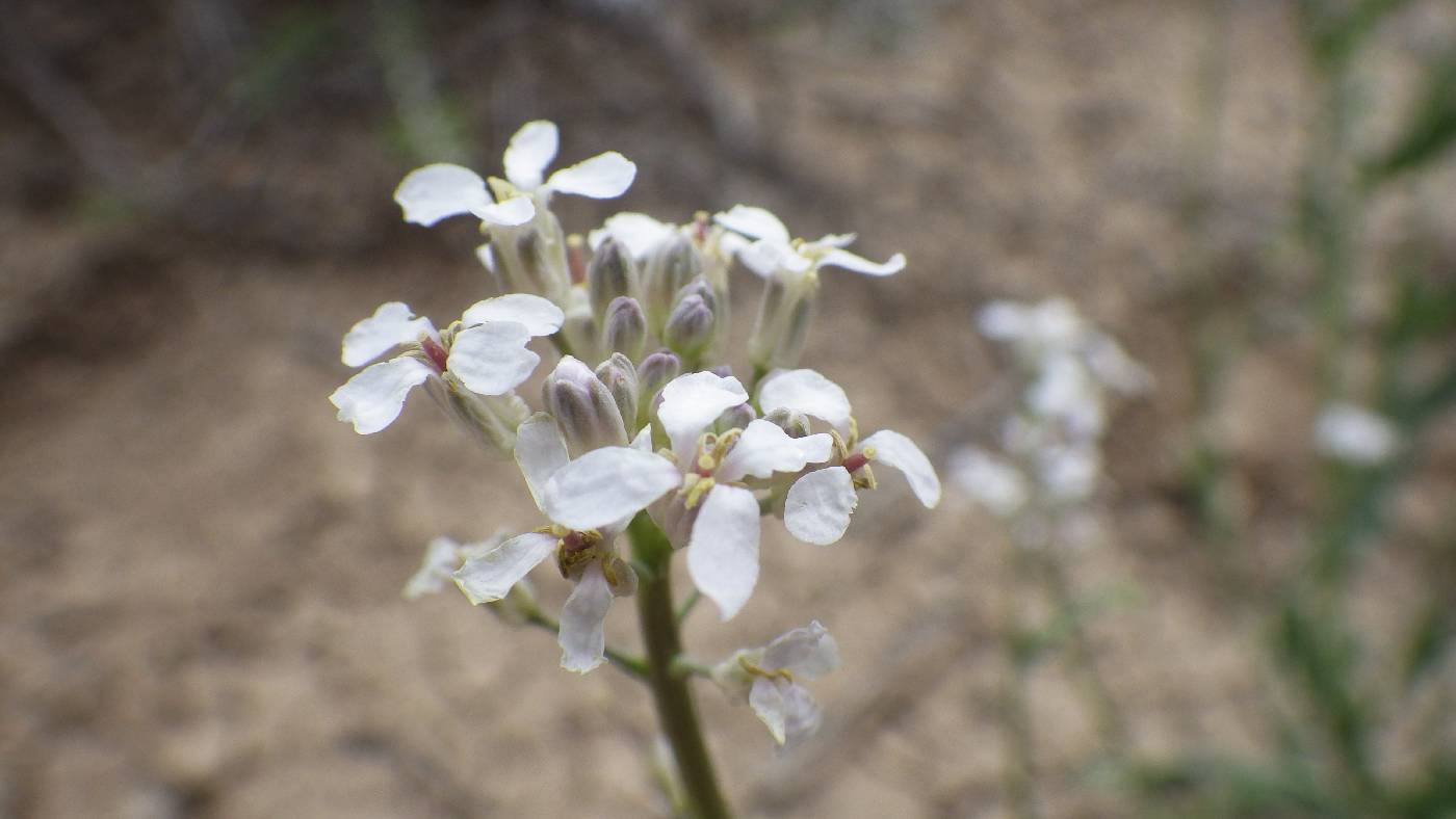 Thelypodium flexuosum image