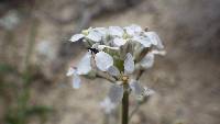 Thelypodium flexuosum image