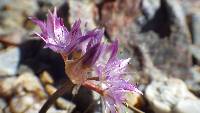 Allium atrorubens var. atrorubens image