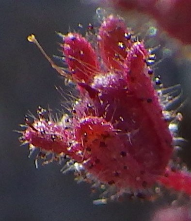 Phacelia barnebyana image