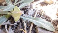 Oenothera howardii image