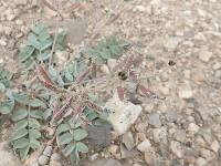 Astragalus minthorniae image