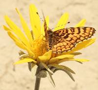 Enceliopsis nudicaulis var. nudicaulis image