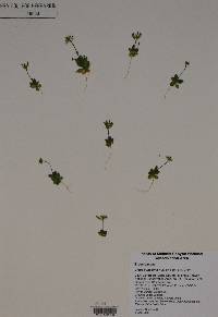 Draba cuneifolia image