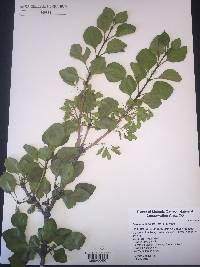 Fraxinus anomala image