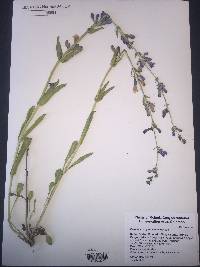 Penstemon cyanocaulis image