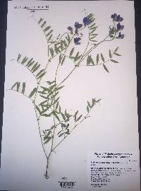 Lathyrus brachycalyx subsp. zionis image