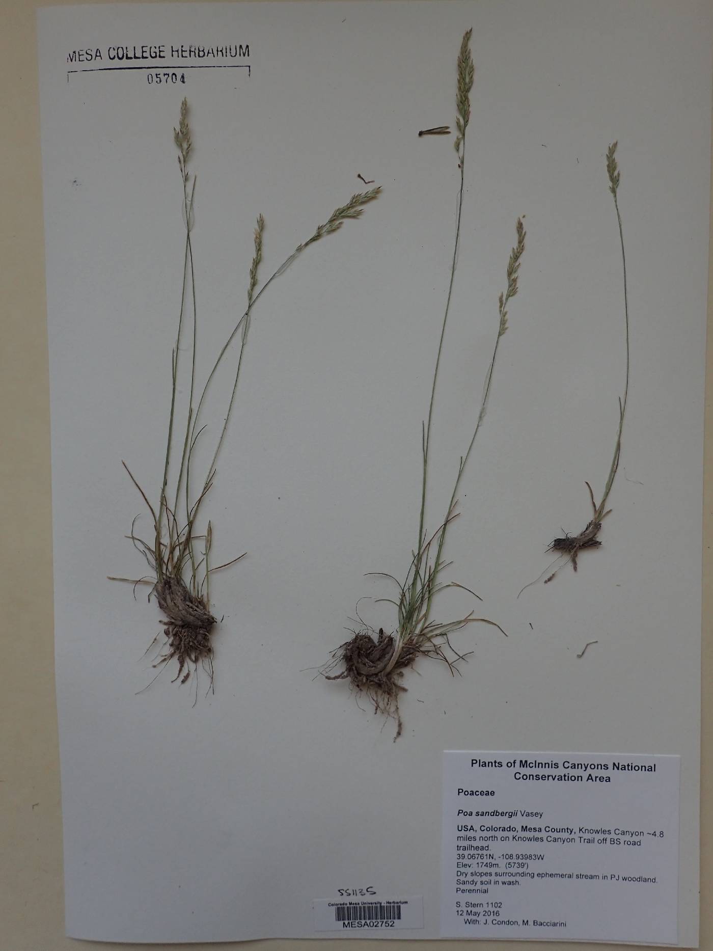 Poa secunda var. nevadensis image