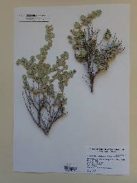 Atriplex confertifolia image