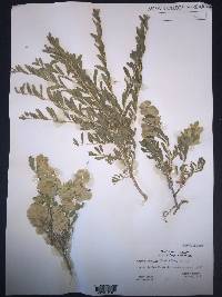 Grayia spinosa image