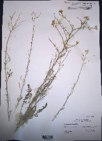 Sisymbrium loeselii image