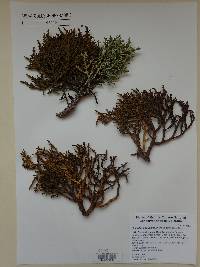 Phoradendron juniperinum image