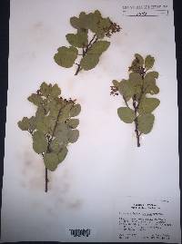 Arctostaphylos patula image