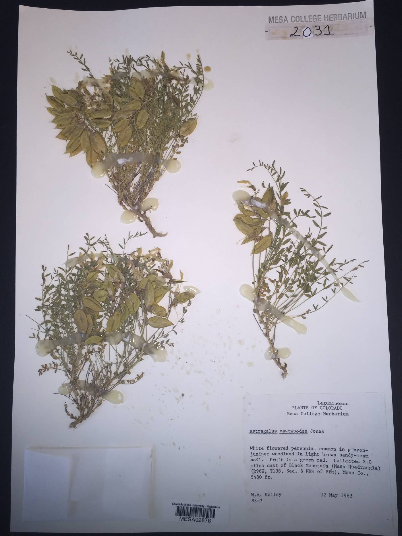 Astragalus eastwoodae image