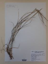 Elymus lanceolatus image