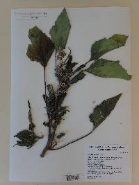 Arctium minus image