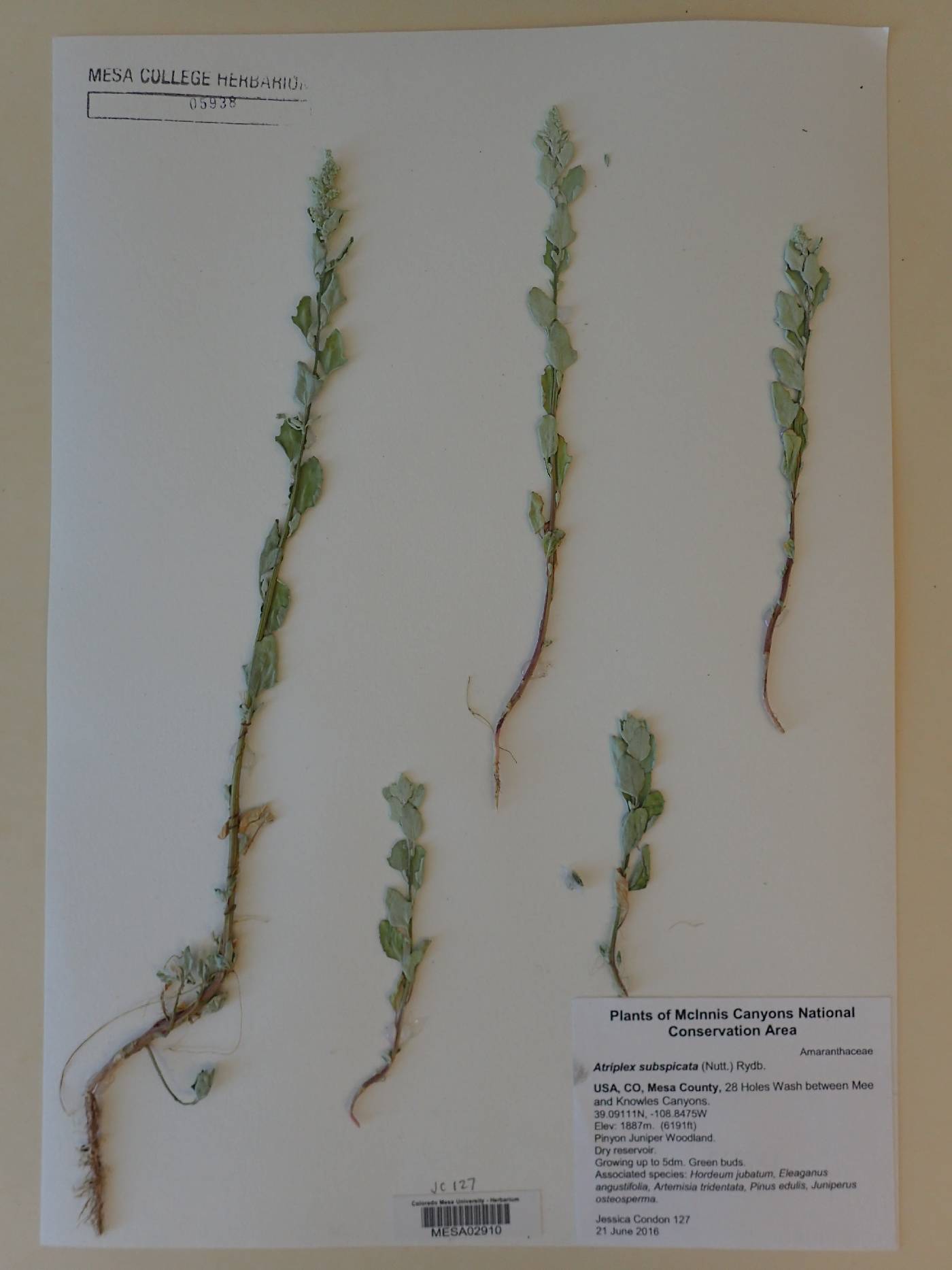 Atriplex subspicata image