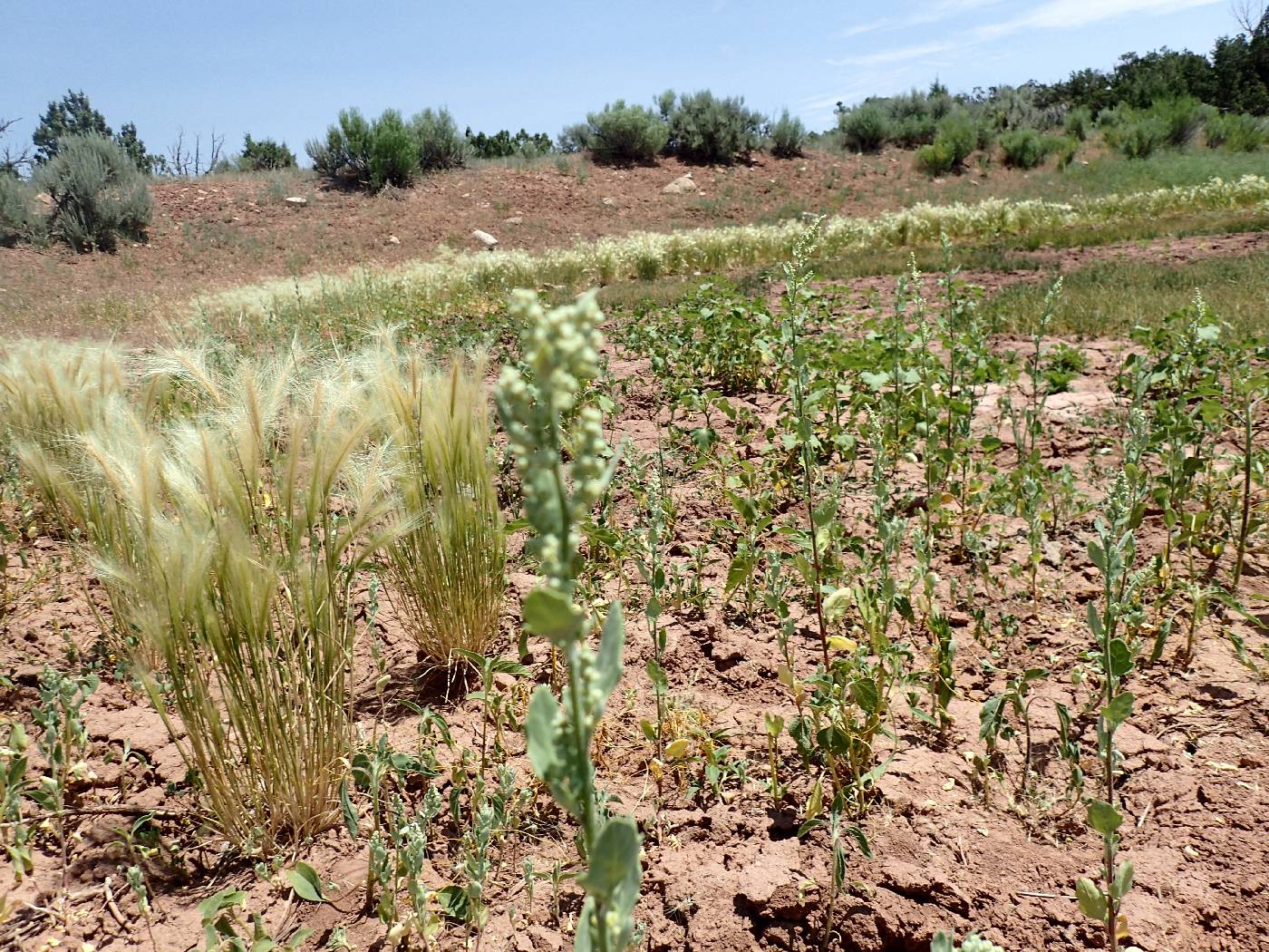 Atriplex subspicata image