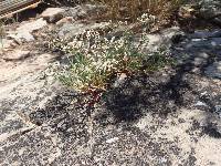 Eriogonum microtheca image