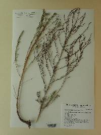 Suaeda calceoliformis image