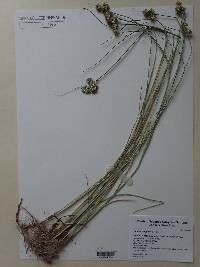 Juncus longistylis image