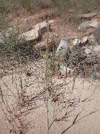 Elymus repens image