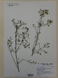 Eriogonum alatum image