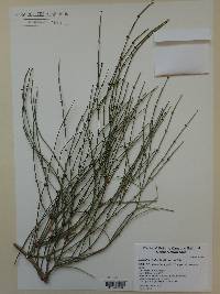 Ephedra viridis image