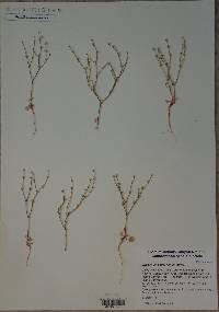 Eriogonum palmerianum image