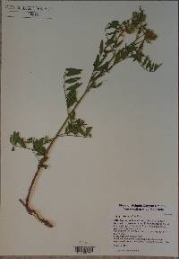 Glycyrrhiza lepidota image